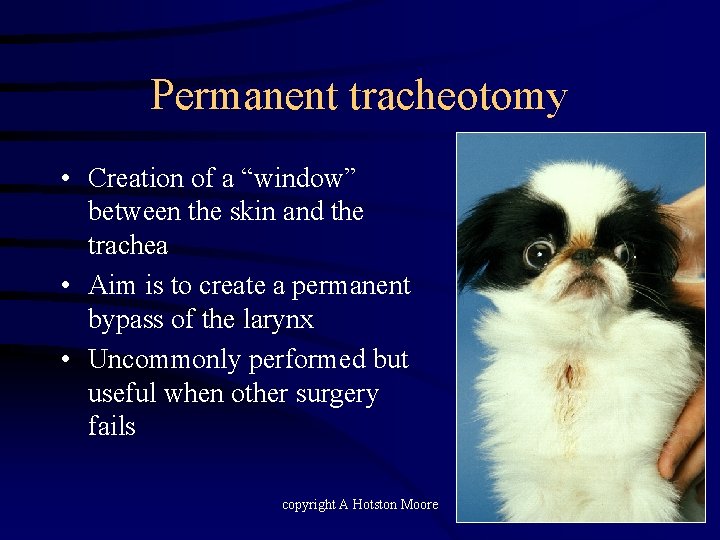 Permanent tracheotomy • Creation of a “window” between the skin and the trachea •