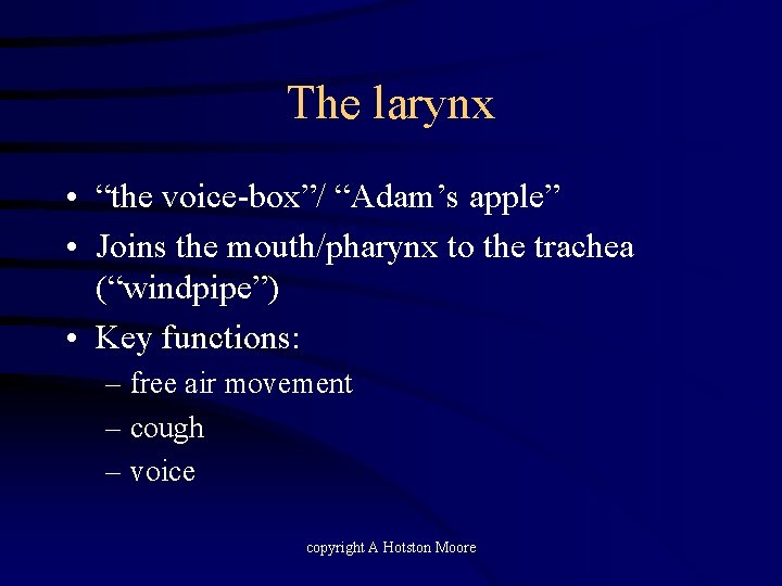 The larynx • “the voice-box”/ “Adam’s apple” • Joins the mouth/pharynx to the trachea