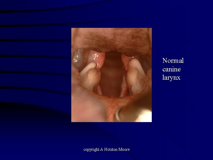 Normal canine larynx copyright A Hotston Moore 
