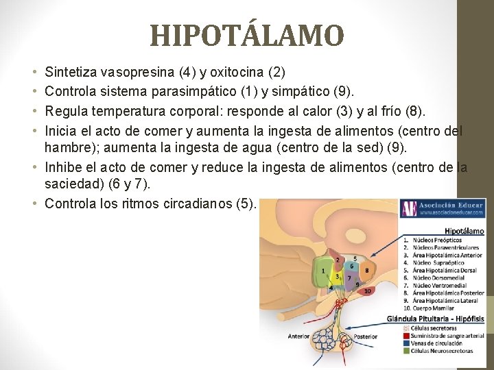 HIPOTÁLAMO • • Sintetiza vasopresina (4) y oxitocina (2) Controla sistema parasimpático (1) y