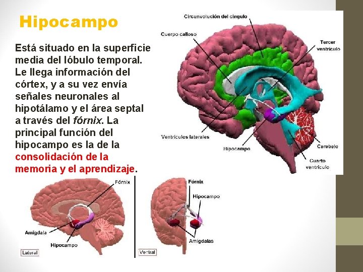 Hipocampo Está situado en la superficie media del lóbulo temporal. Le llega información del