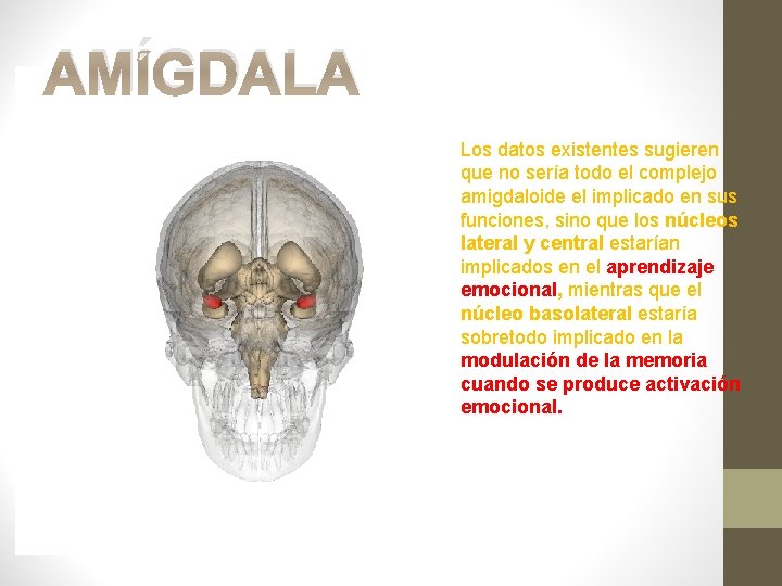 AMÍGDALA Los datos existentes sugieren que no sería todo el complejo amigdaloide el implicado