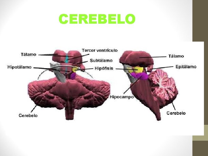 CEREBELO 