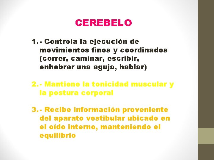 CEREBELO 1. - Controla la ejecución de movimientos finos y coordinados (correr, caminar, escribir,