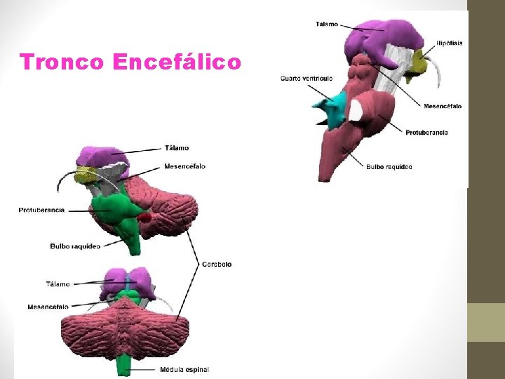 Tronco Encefálico 