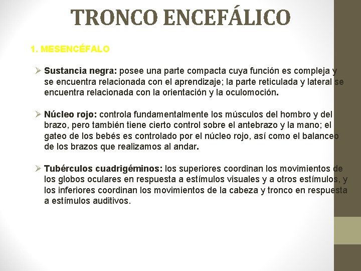 TRONCO ENCEFÁLICO 1. MESENCÉFALO Ø Sustancia negra: posee una parte compacta cuya función es