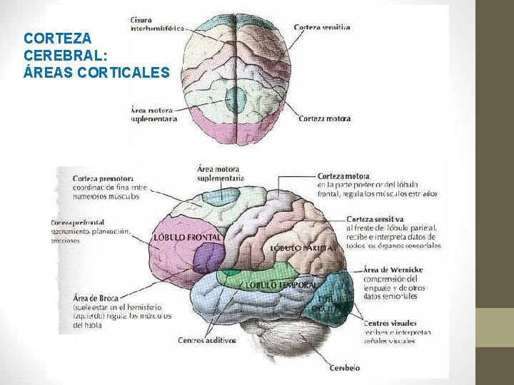 CORTEZA CEREBRAL: ÁREAS CORTICALES 