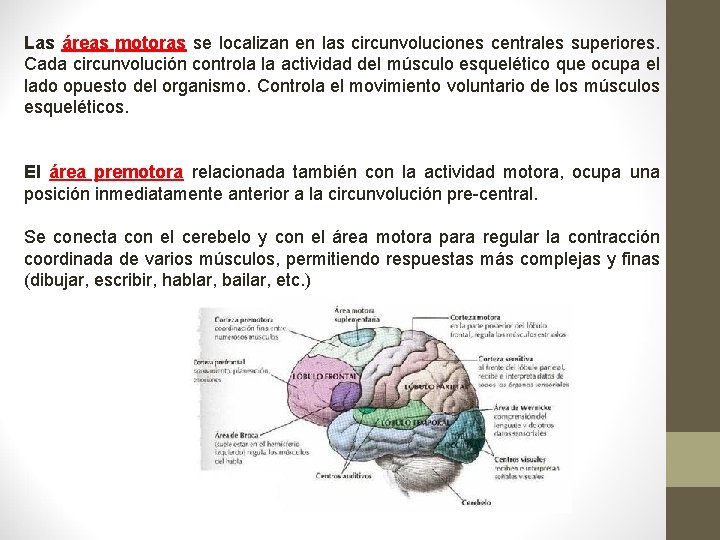 Las áreas motoras se localizan en las circunvoluciones centrales superiores. Cada circunvolución controla la