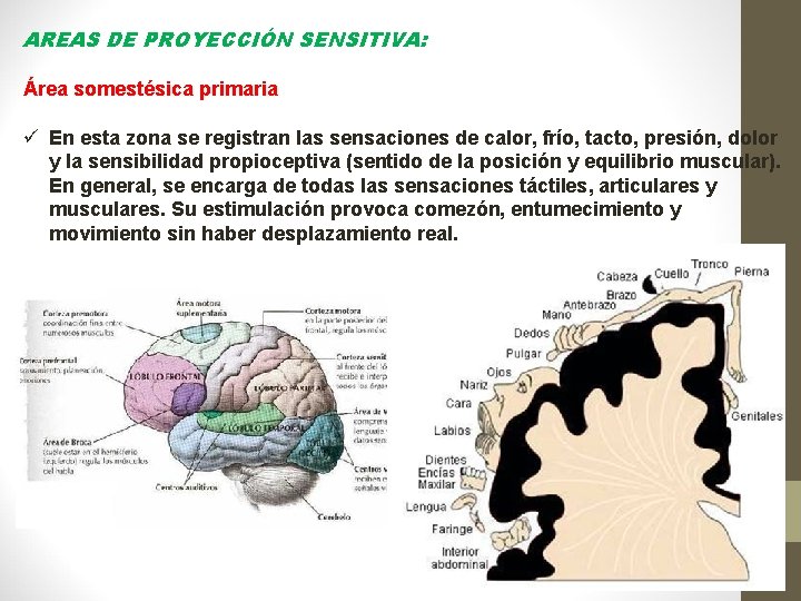 AREAS DE PROYECCIÓN SENSITIVA: Área somestésica primaria ü En esta zona se registran las