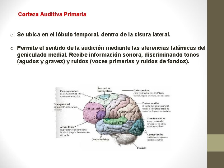 Corteza Auditiva Primaria o Se ubica en el lóbulo temporal, dentro de la cisura