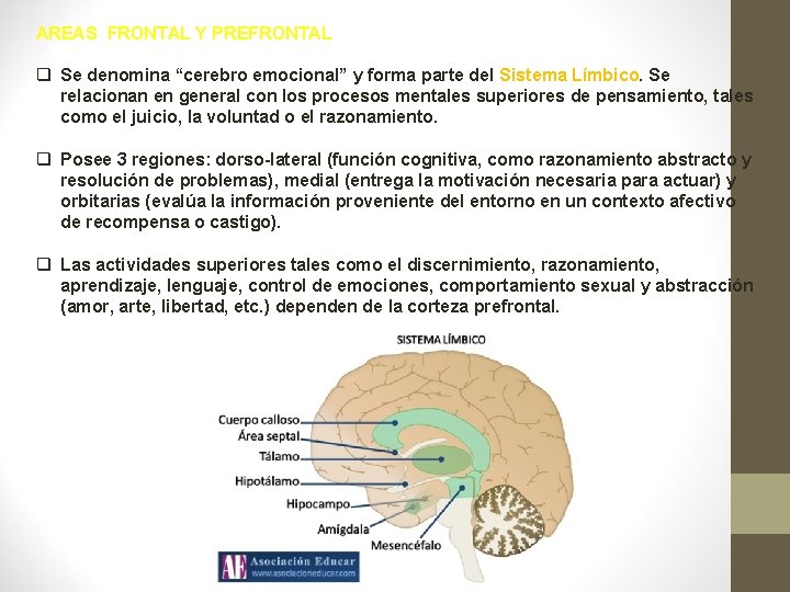 AREAS FRONTAL Y PREFRONTAL q Se denomina “cerebro emocional” y forma parte del Sistema