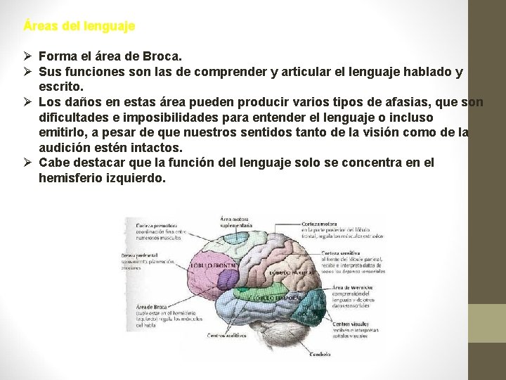 Áreas del lenguaje Ø Forma el área de Broca. Ø Sus funciones son las