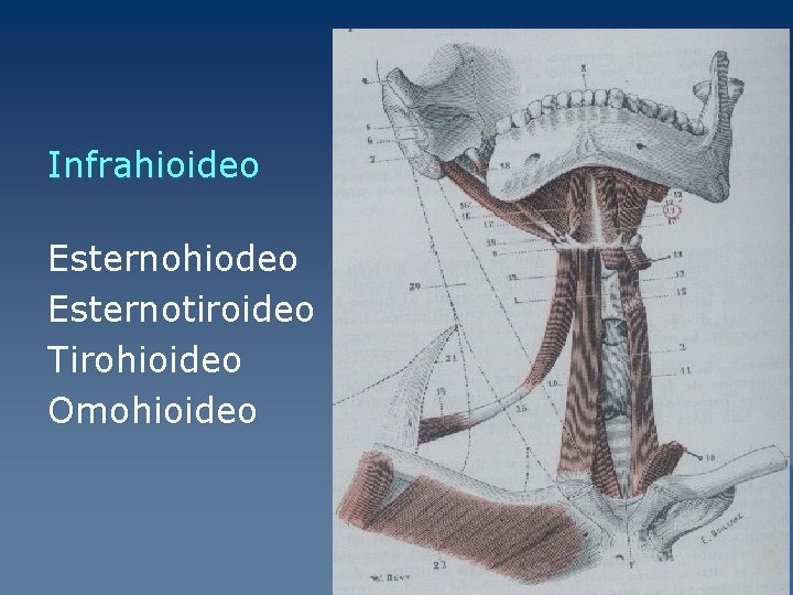 Infrahioideo Esternohiodeo Esternotiroideo Tirohioideo Omohioideo 