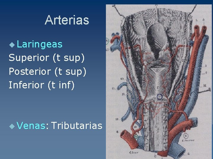 Arterias u Laringeas Superior (t sup) Posterior (t sup) Inferior (t inf) u Venas: