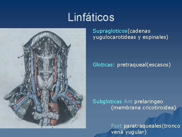 Linfáticos Supragloticos(cadenas yugulocarotideas y espinales) Gloticas: pretraqueal(escasos) Subgloticas Ant prelaringeo (membrana cricotiroidea) Post paratraqueales(tronco