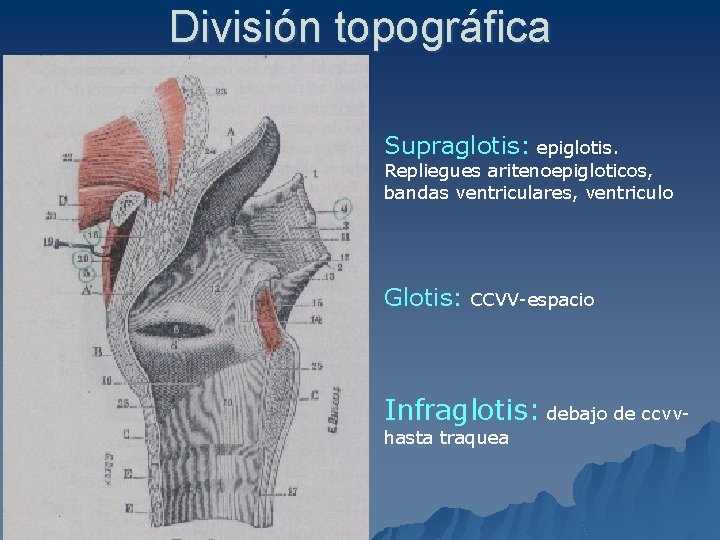 División topográfica Supraglotis: epiglotis. Repliegues aritenoepigloticos, bandas ventriculares, ventriculo Glotis: CCVV-espacio Infraglotis: debajo de