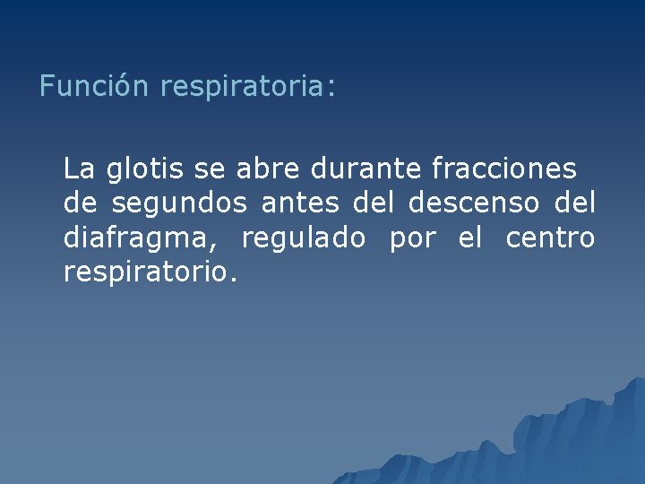 Función respiratoria: La glotis se abre durante fracciones de segundos antes del descenso del