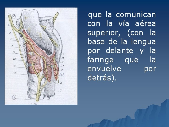 que la comunican con la vía aérea superior, (con la base de la lengua