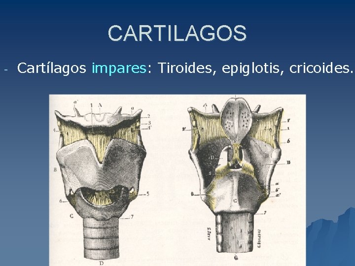 CARTILAGOS - Cartílagos impares: Tiroides, epiglotis, cricoides. 