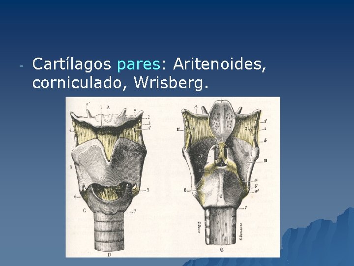 - Cartílagos pares: Aritenoides, corniculado, Wrisberg. 