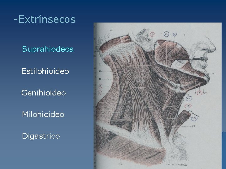 -Extrínsecos Suprahiodeos Estilohioideo Genihioideo Milohioideo Digastrico 