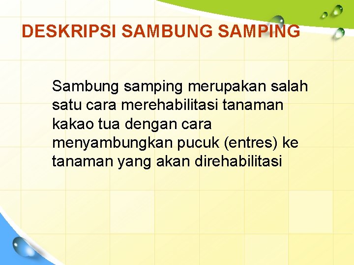 DESKRIPSI SAMBUNG SAMPING Sambung samping merupakan salah satu cara merehabilitasi tanaman kakao tua dengan