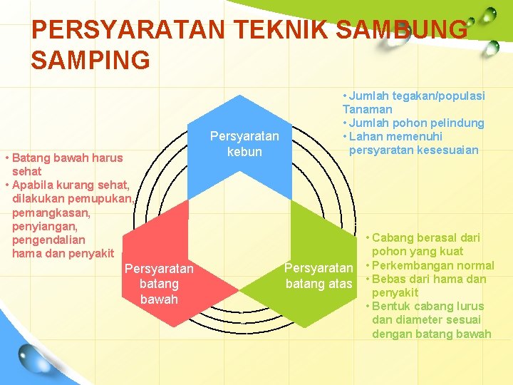 PERSYARATAN TEKNIK SAMBUNG SAMPING • Batang bawah harus sehat • Apabila kurang sehat, dilakukan