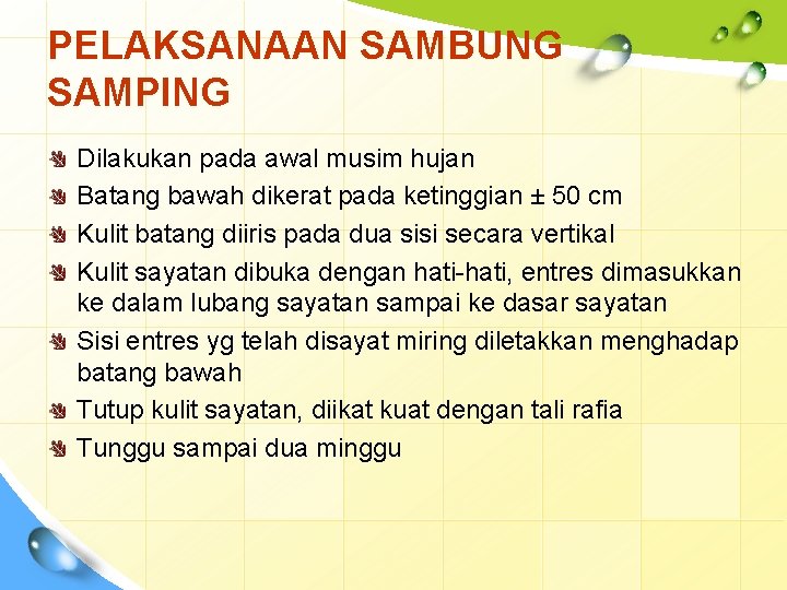 PELAKSANAAN SAMBUNG SAMPING Dilakukan pada awal musim hujan Batang bawah dikerat pada ketinggian ±