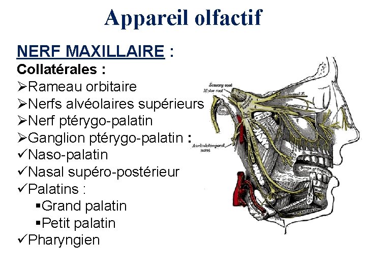 Appareil olfactif NERF MAXILLAIRE : Collatérales : ØRameau orbitaire ØNerfs alvéolaires supérieurs ØNerf ptérygo-palatin