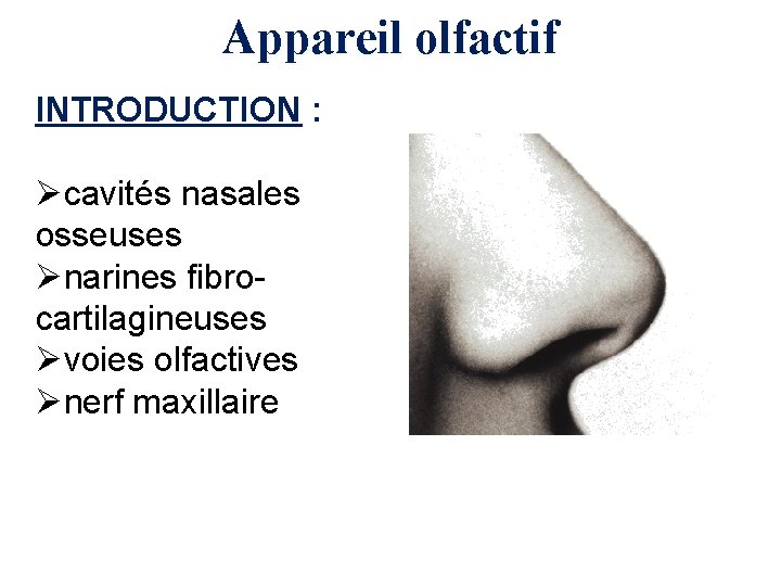 Appareil olfactif INTRODUCTION : Øcavités nasales osseuses Ønarines fibrocartilagineuses Øvoies olfactives Ønerf maxillaire 