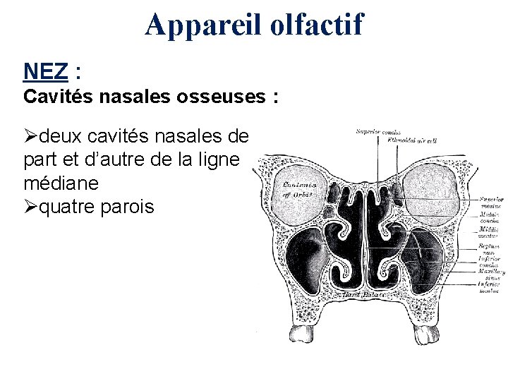 Appareil olfactif NEZ : Cavités nasales osseuses : Ødeux cavités nasales de part et