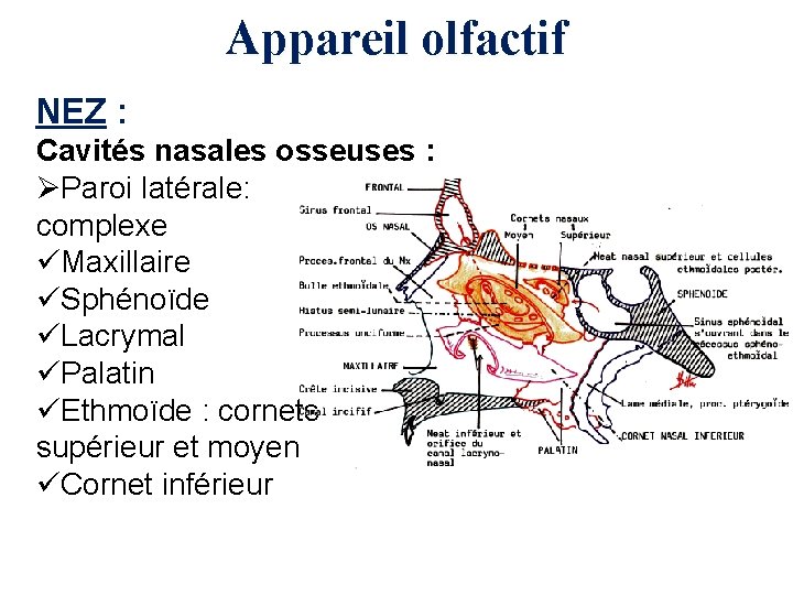 Appareil olfactif NEZ : Cavités nasales osseuses : ØParoi latérale: complexe üMaxillaire üSphénoïde üLacrymal