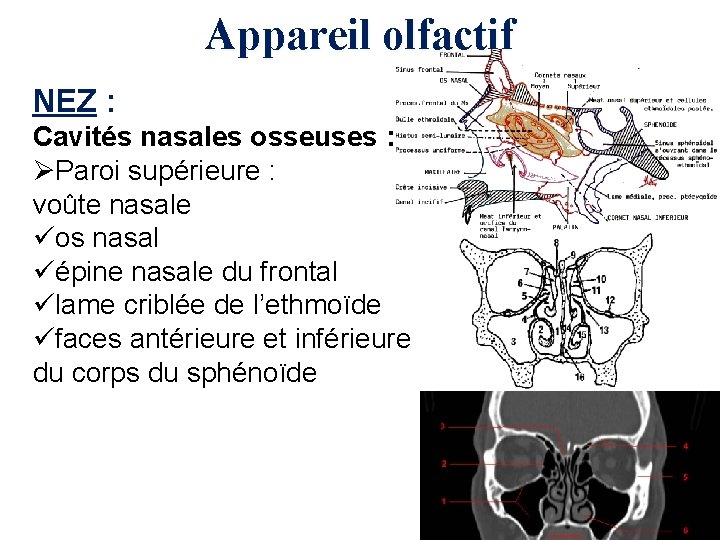 Appareil olfactif NEZ : Cavités nasales osseuses : ØParoi supérieure : voûte nasale üos