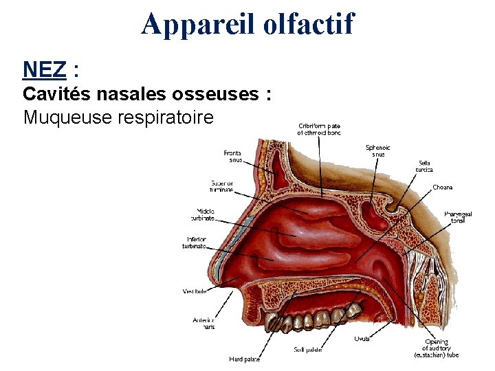 Appareil olfactif NEZ : Cavités nasales osseuses : Muqueuse respiratoire 