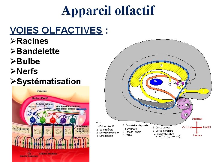 Appareil olfactif VOIES OLFACTIVES : ØRacines ØBandelette ØBulbe ØNerfs ØSystématisation 