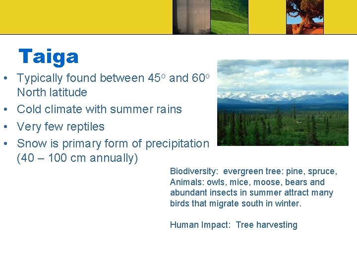 Taiga • Typically found between 45 o and 60 o North latitude • Cold