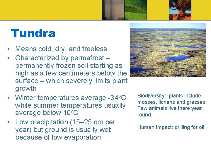 Tundra • Means cold, dry, and treeless • Characterized by permafrost – permanently frozen