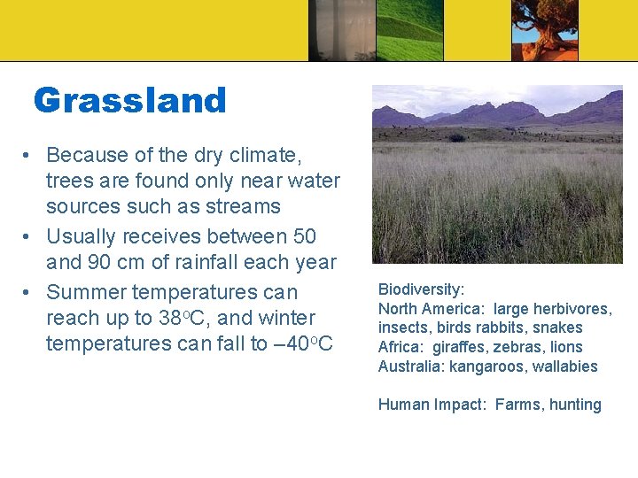 Grassland • Because of the dry climate, trees are found only near water sources
