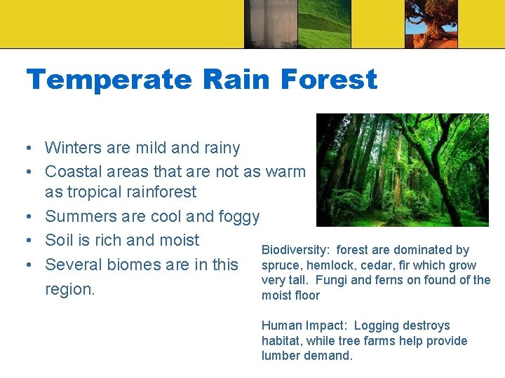 Temperate Rain Forest • Winters are mild and rainy • Coastal areas that are