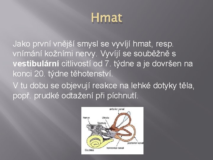 Hmat Jako první vnější smysl se vyvíjí hmat, resp. vnímání kožními nervy. Vyvíjí se