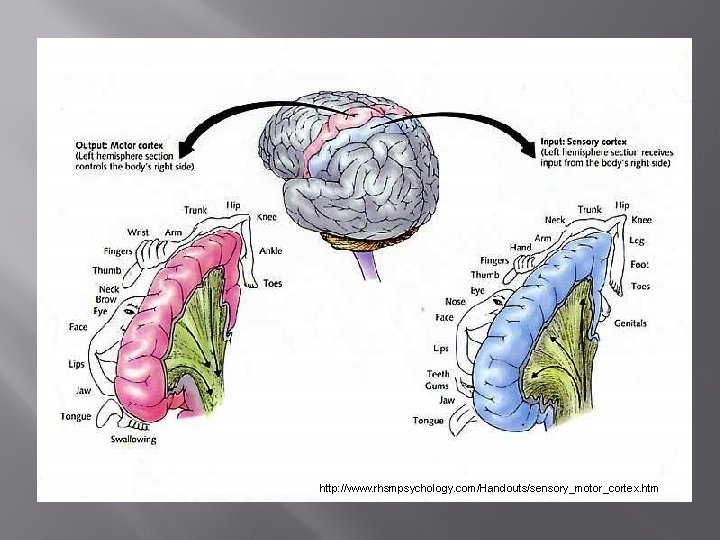 http: //www. rhsmpsychology. com/Handouts/sensory_motor_cortex. htm 