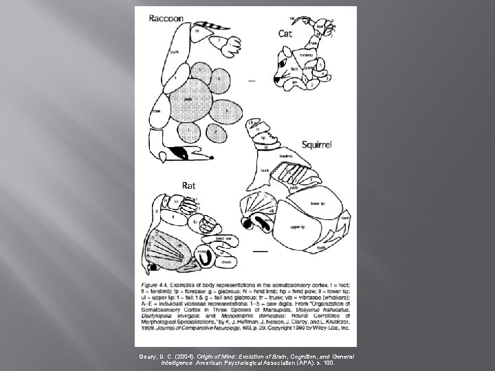 Geary, D. C. (2004). Origin of Mind: Evolution of Brain, Cognition, and General Intelligence.