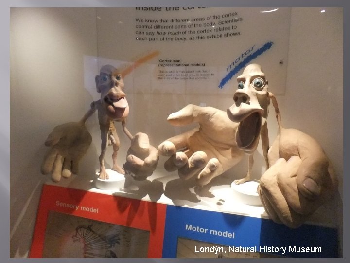 Londýn, Natural History Museum 