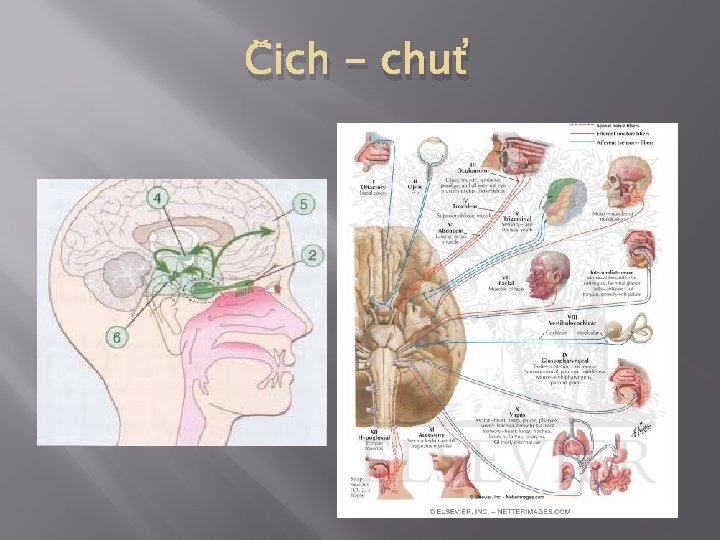 Čich - chuť 