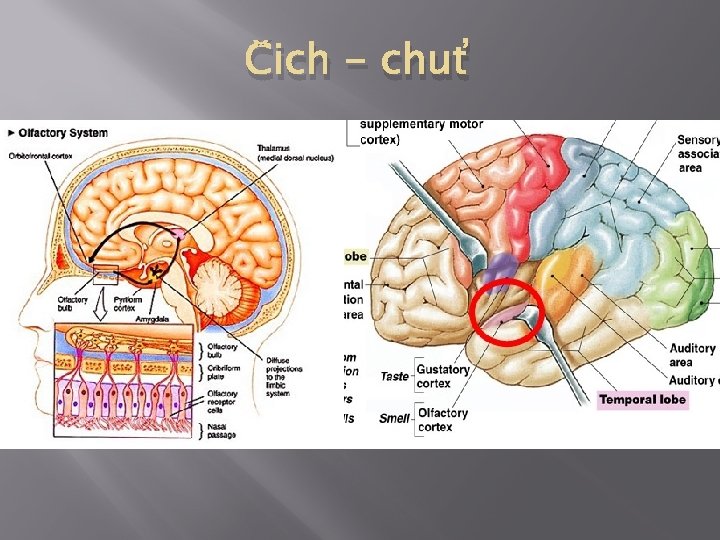 Čich - chuť 