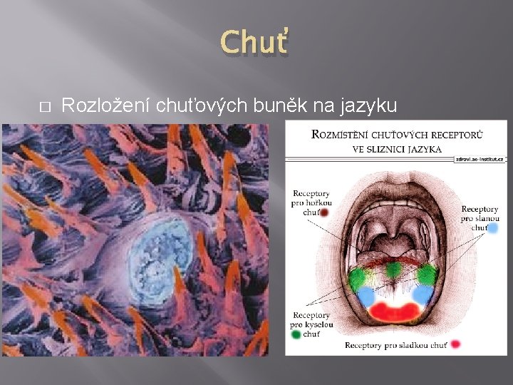 Chuť � Rozložení chuťových buněk na jazyku 