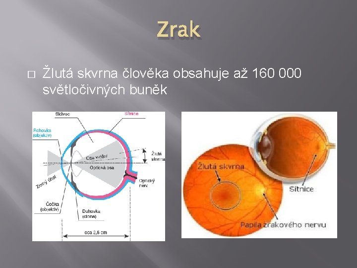 Zrak � Žlutá skvrna člověka obsahuje až 160 000 světločivných buněk 