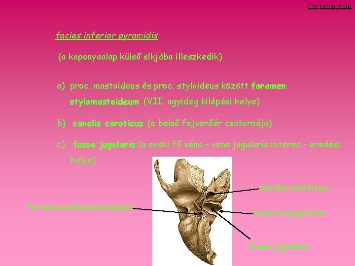 Os temporale facies inferior pyramidis (a koponyaalap külső síkjába illeszkedik) a) proc. mastoideus és