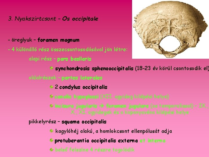 3. Nyakszirtcsont – Os occipitale - öreglyuk – foramen magnum - 4 különálló rész