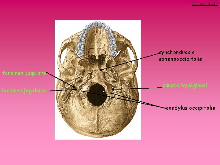 Os occipitale synchondrosis sphenooccipitalis foramen jugulare incisura jugularis canalis hypoglossi condylus occipitalis 